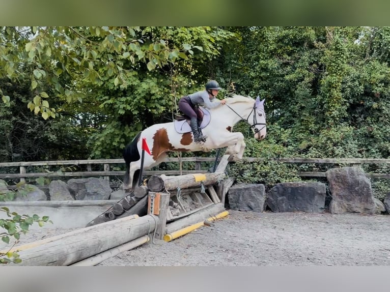 Cob Wallach 4 Jahre 153 cm Tobiano-alle-Farben in Mountrath, Co. Laois
