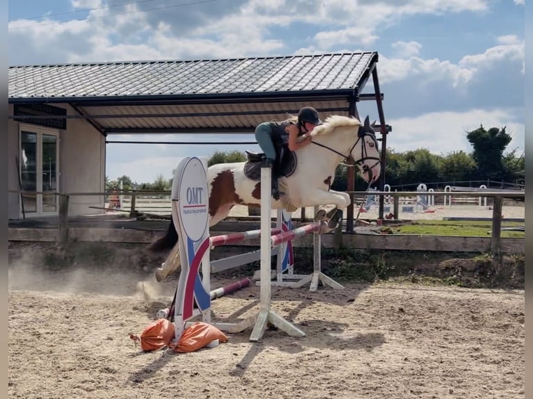 Cob Wallach 4 Jahre 153 cm Tobiano-alle-Farben in Mountrath, Co. Laois