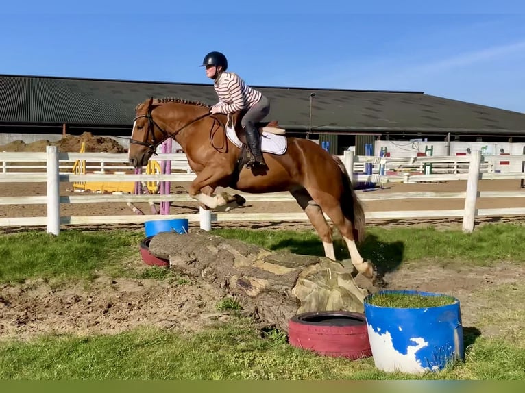 Cob Mix Wallach 4 Jahre 154 cm Dunkelfuchs in Laois