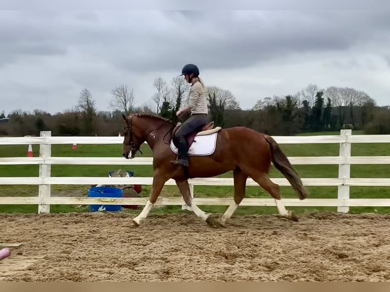 Cob Mix Wallach 4 Jahre 154 cm Dunkelfuchs in Laois