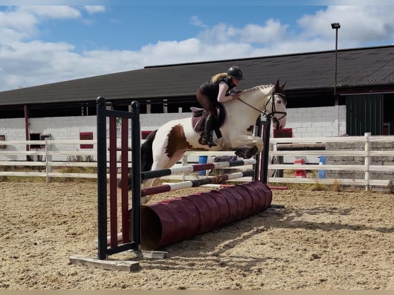 Cob Wallach 4 Jahre 154 cm Tobiano-alle-Farben in Mountrath, Co. Laois