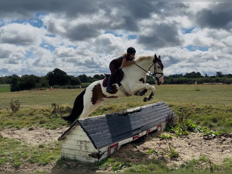 Cob Wallach 4 Jahre 154 cm Tobiano-alle-Farben in Mountrath, Co. Laois