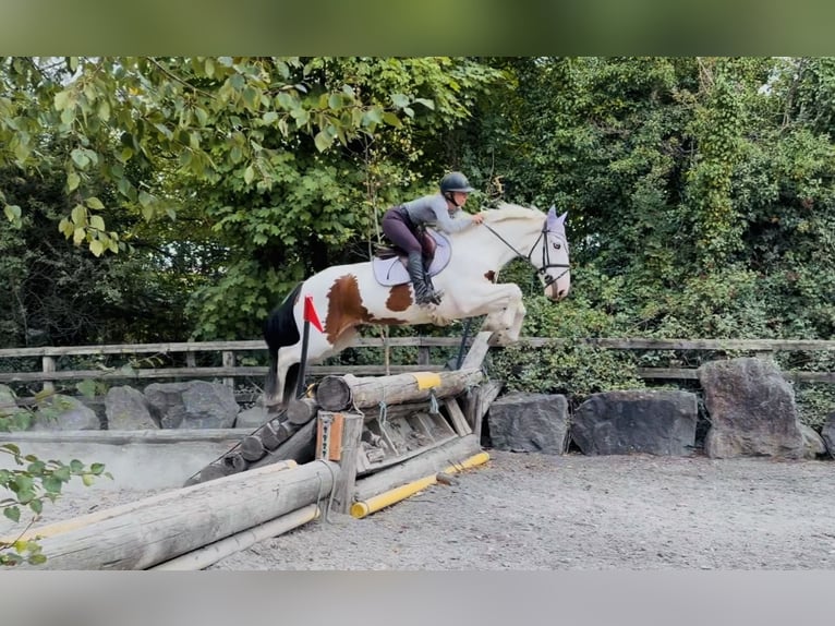 Cob Wallach 4 Jahre 154 cm Tobiano-alle-Farben in Mountrath, Co. Laois