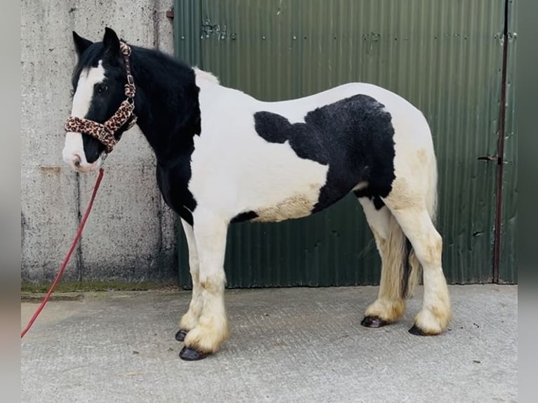 Cob Wallach 4 Jahre 155 cm Tigerschecke in Sligo