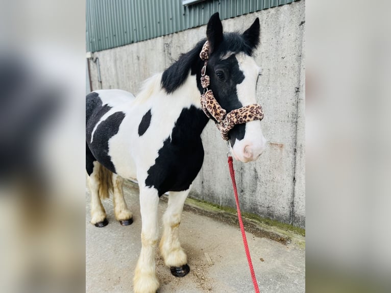 Cob Wallach 4 Jahre 155 cm Tigerschecke in Sligo