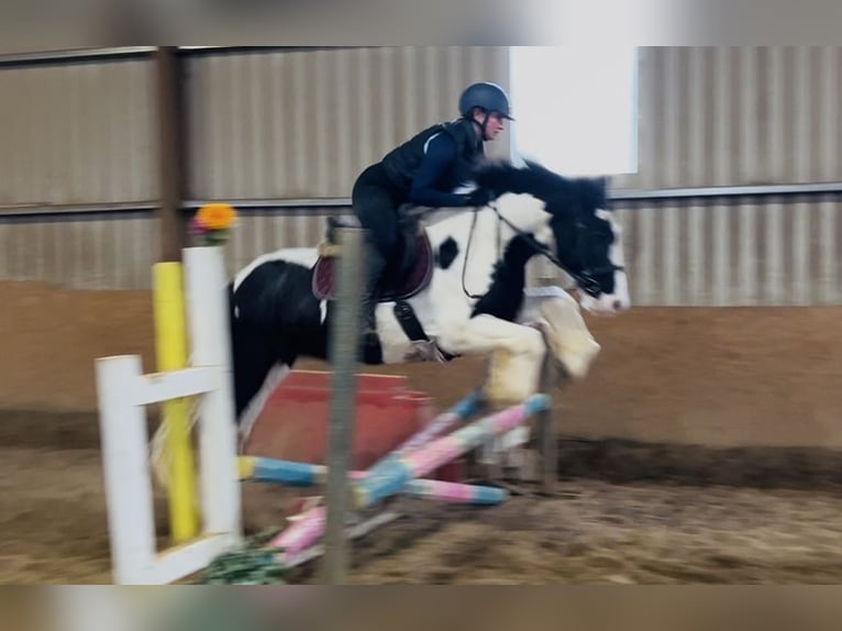 Cob Wallach 4 Jahre 155 cm Tigerschecke in Sligo