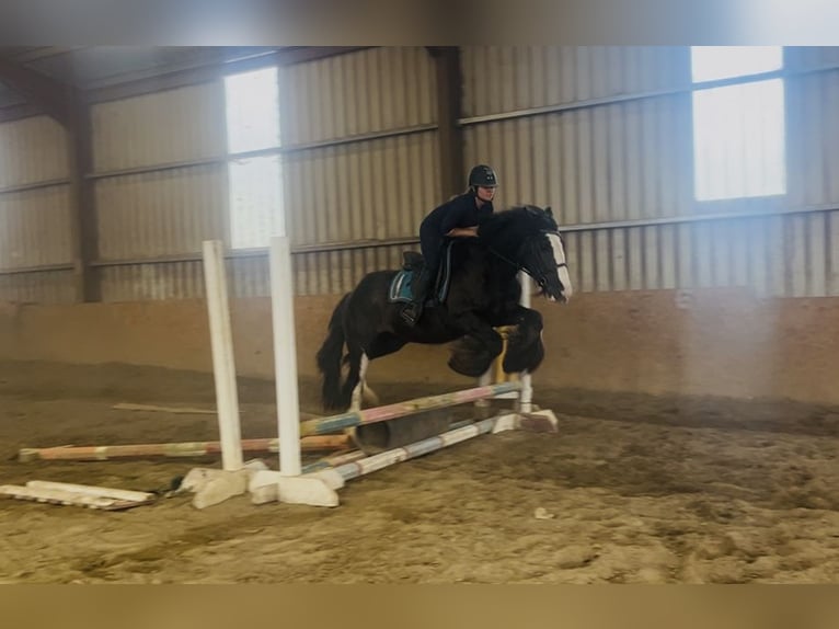 Cob Wallach 4 Jahre 156 cm Rappe in Sligo