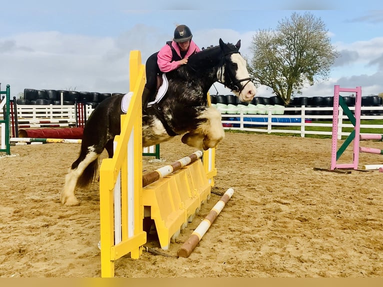 Cob Wallach 4 Jahre 157 cm Roan-Blue in Mountrath