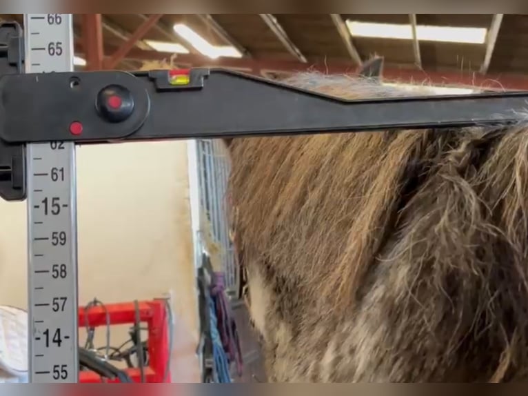 Cob Wallach 4 Jahre 157 cm Roan-Blue in Mountrath