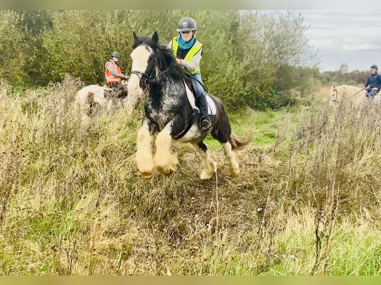 Cob Wallach 4 Jahre 157 cm Roan-Blue in Mountrath