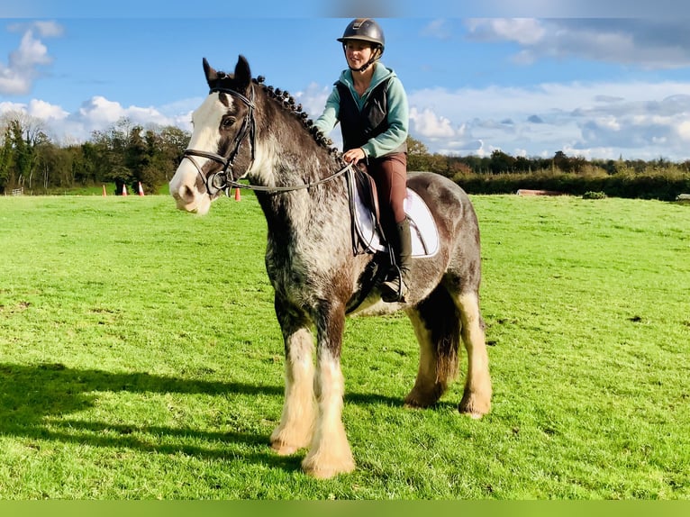 Cob Wallach 4 Jahre 157 cm Roan-Blue in Mountrath