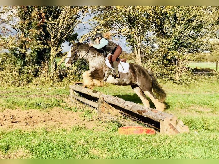 Cob Wallach 4 Jahre 157 cm Roan-Blue in Mountrath