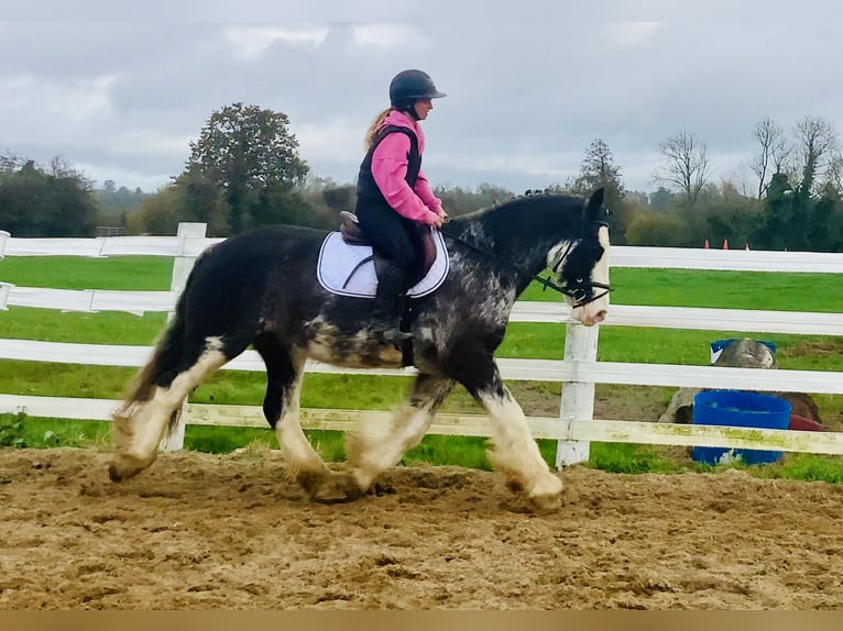 Cob Wallach 4 Jahre 157 cm Roan-Blue in Mountrath