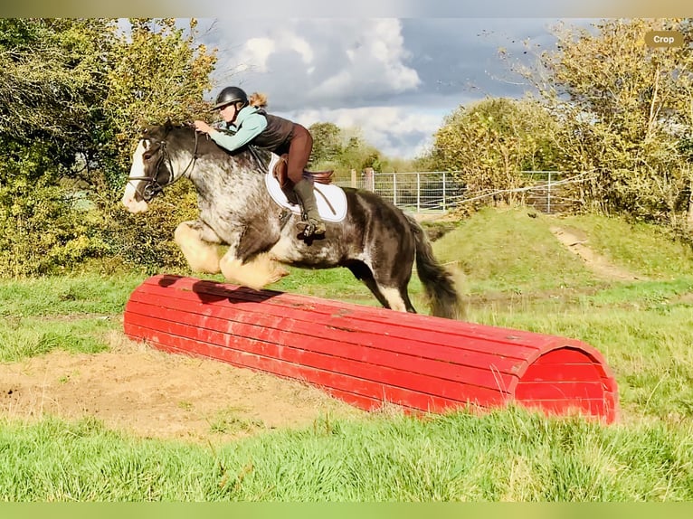 Cob Wallach 4 Jahre 157 cm Roan-Blue in Mountrath