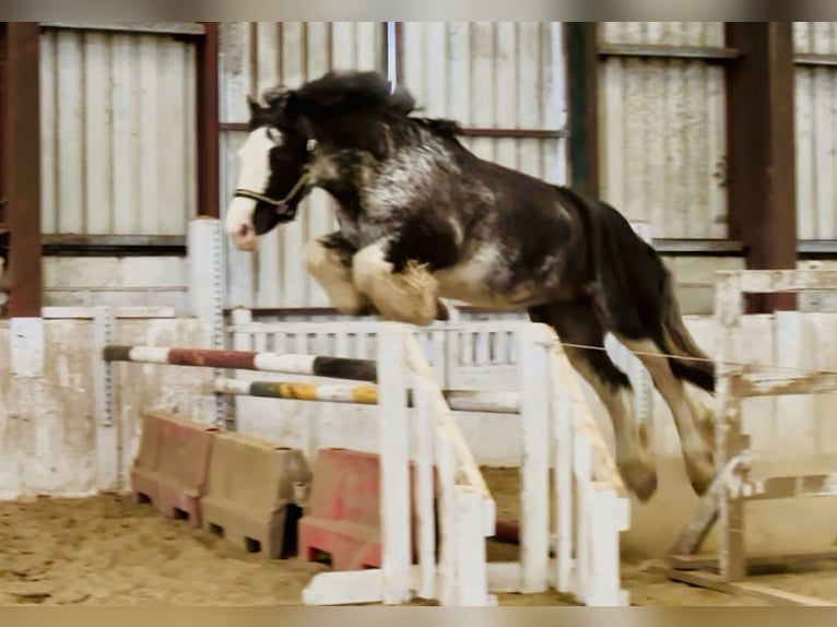 Cob Wallach 4 Jahre 157 cm Roan-Blue in Mountrath