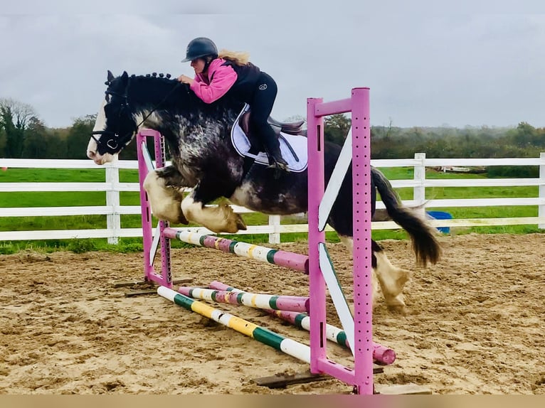 Cob Wallach 4 Jahre 157 cm Roan-Blue in Mountrath