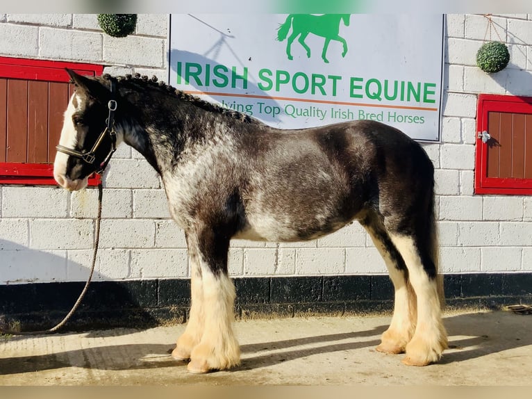 Cob Wallach 4 Jahre 157 cm Roan-Blue in Mountrath