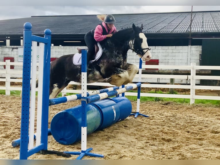Cob Wallach 4 Jahre 157 cm Roan-Blue in Mountrath