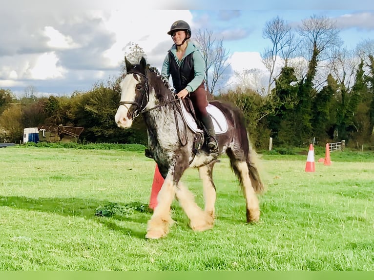 Cob Wallach 4 Jahre 157 cm Roan-Blue in Mountrath