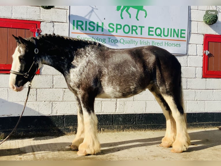 Cob Wallach 4 Jahre 157 cm Roan-Blue in Mountrath