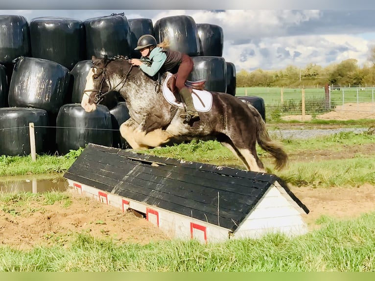 Cob Wallach 4 Jahre 157 cm Roan-Blue in Mountrath