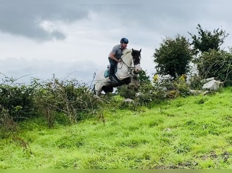 Cob Wallach 4 Jahre 158 cm Schecke in Sligo