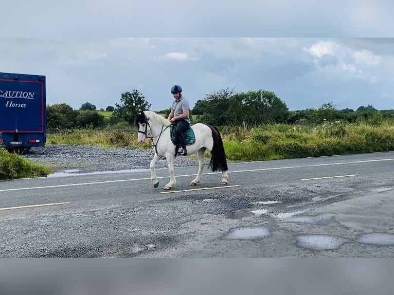 Cob Wallach 4 Jahre 158 cm Schecke in Sligo