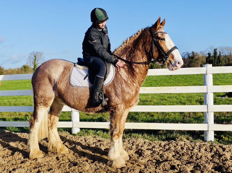 Cob Wallach 4 Jahre 159 cm Roan-Red in Mountrath