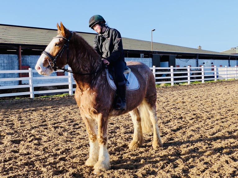 Cob Wallach 4 Jahre 159 cm Roan-Red in Mountrath
