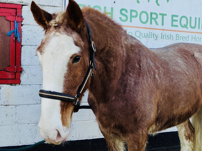 Cob Wallach 4 Jahre 159 cm Roan-Red in Mountrath