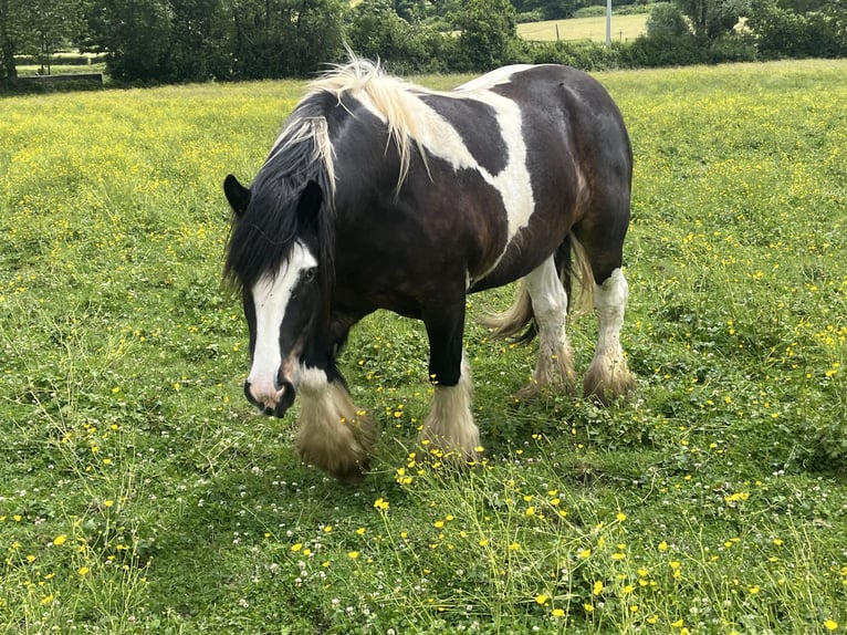 Cob Wallach 4 Jahre 160 cm Brauner in Vic des Pr&#xE9;s