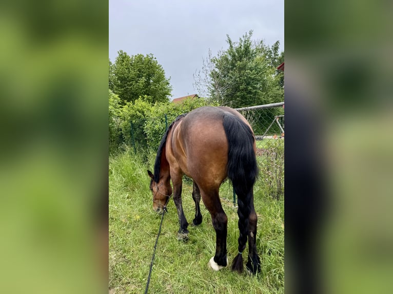 Cob Wallach 4 Jahre 162 cm Brauner in Sieghartskirchen