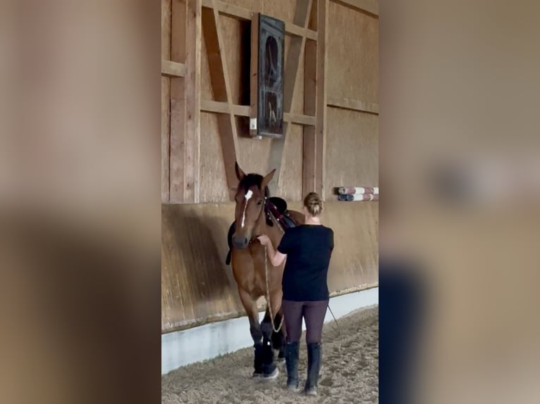 Cob Wallach 4 Jahre 162 cm Brauner in Sieghartskirchen
