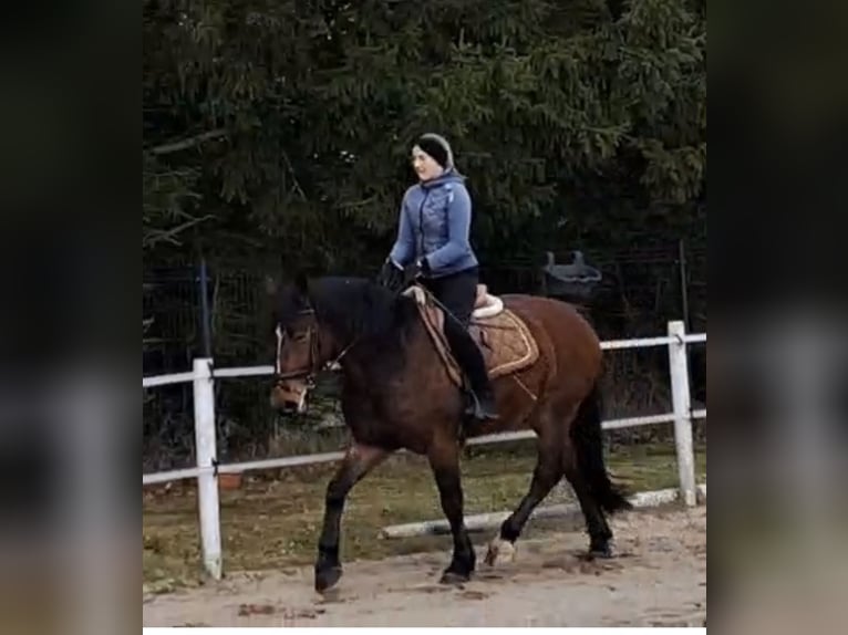 Cob Wallach 4 Jahre 162 cm Rotbrauner in Tulln