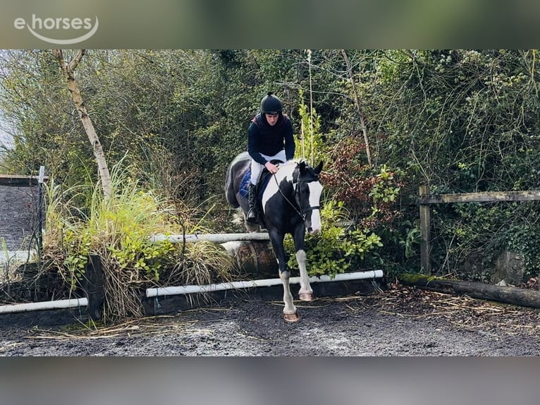 Cob Wallach 4 Jahre 163 cm Schecke in Mountrath, Co. Laois