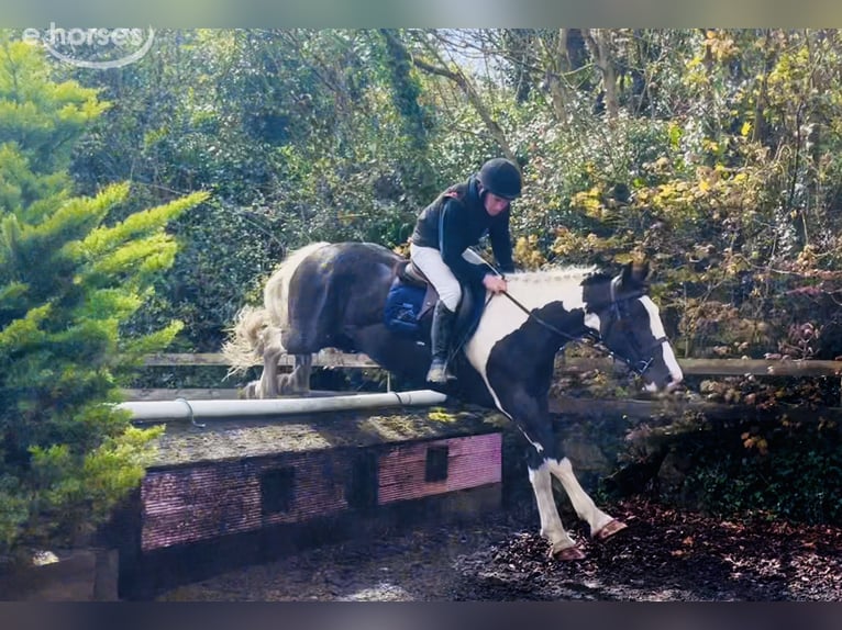 Cob Wallach 4 Jahre 163 cm Schecke in Mountrath, Co. Laois