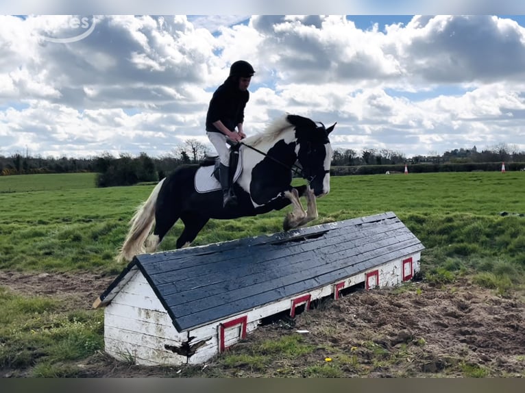 Cob Wallach 4 Jahre 163 cm Schecke in Mountrath, Co. Laois