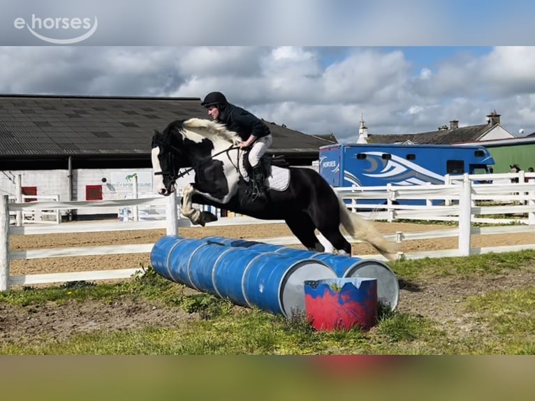 Cob Wallach 4 Jahre 163 cm Schecke in Mountrath, Co. Laois