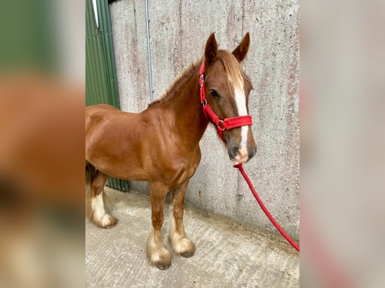 Cob Wallach 5 Jahre 123 cm Dunkelfuchs in Sligo