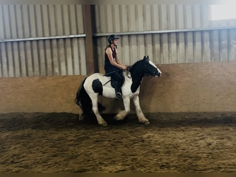 Cob Wallach 5 Jahre 125 cm Schecke in Sligo