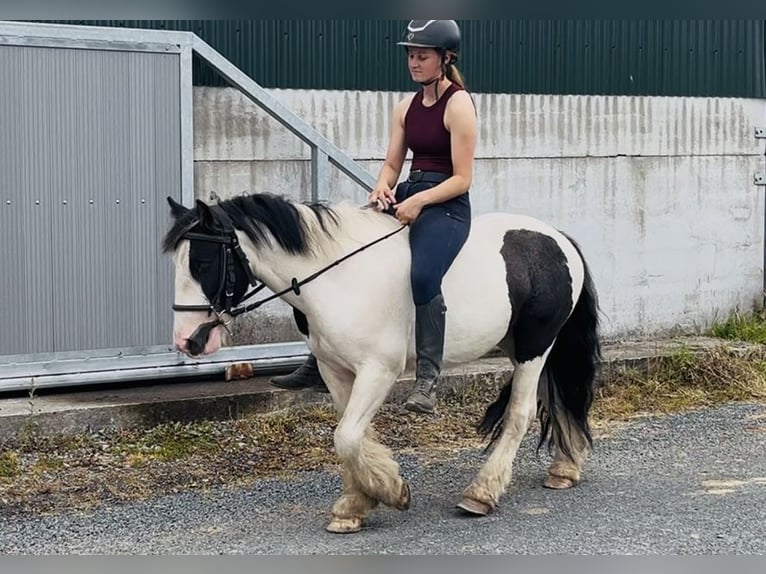 Cob Wallach 5 Jahre 125 cm Schecke in Sligo
