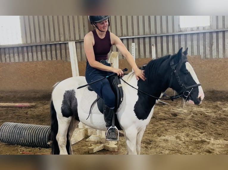 Cob Wallach 5 Jahre 125 cm Schecke in Sligo