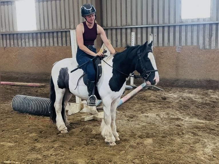 Cob Wallach 5 Jahre 125 cm Schecke in Sligo
