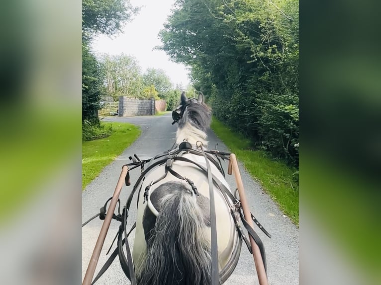 Cob Wallach 5 Jahre 125 cm Schecke in Sligo