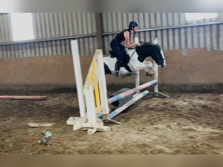 Cob Wallach 5 Jahre 125 cm Schecke in Sligo