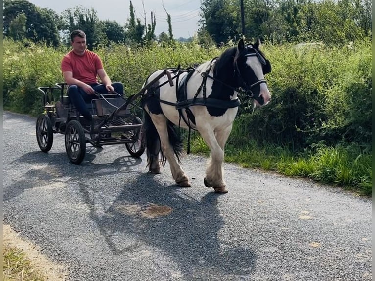 Cob Wallach 5 Jahre 125 cm Schecke in Sligo