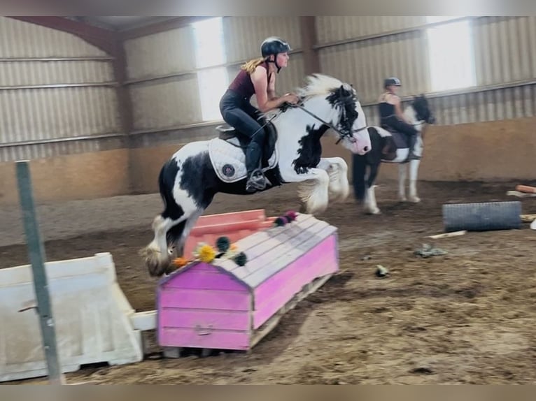 Cob Wallach 5 Jahre 128 cm Schecke in Sligo