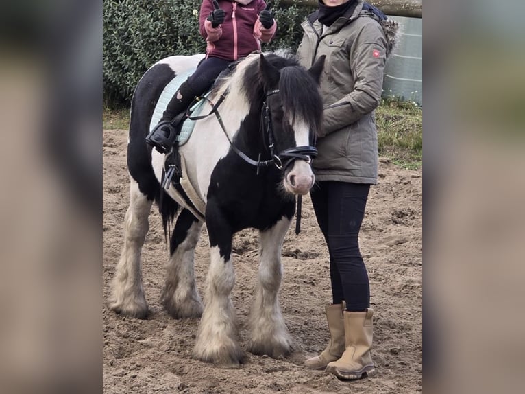 Cob Mix Wallach 5 Jahre 128 cm Tobiano-alle-Farben in Trebbin