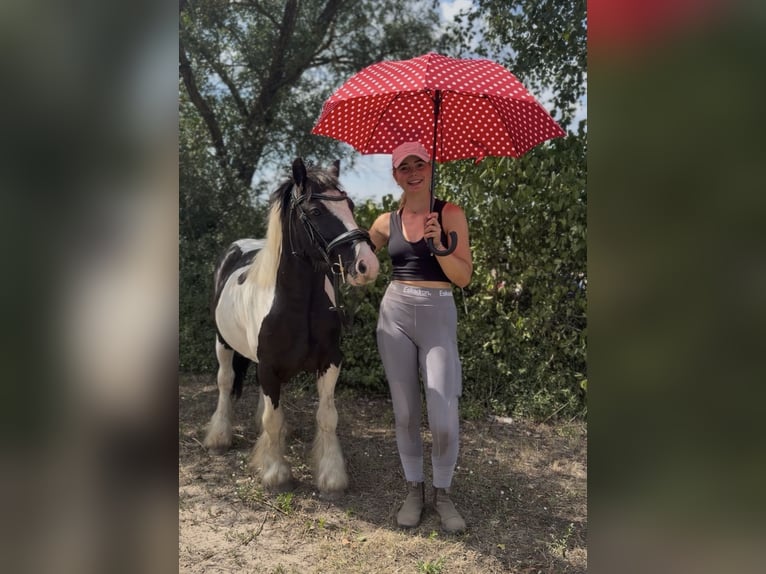 Cob Mix Wallach 5 Jahre 128 cm Tobiano-alle-Farben in Trebbin
