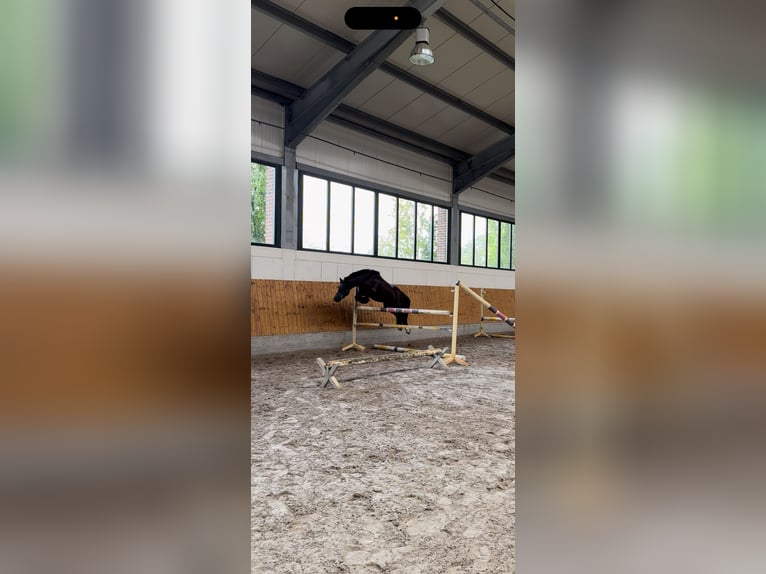 Cob Mix Wallach 5 Jahre 133 cm Rappe in Essen (Oldenburg)